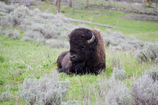 Bison in Yellowstone's Lamar River Valley